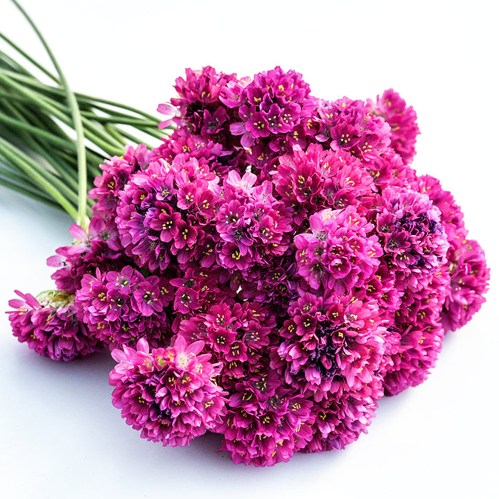 A freshly picked bouquet of Morning Star Deep Rose Armeria Maritima flowers on a white background.