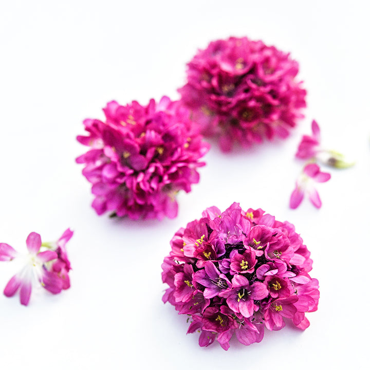 A trio of Morning Star Deep Rose Armeria Maritima flowers on a white background.