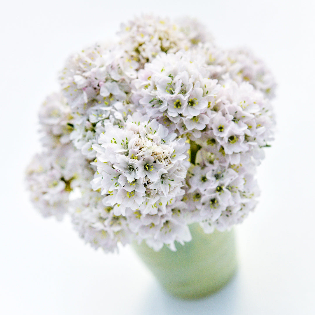 An arrangement of Morning Star White Armeria Maritima on a white background.