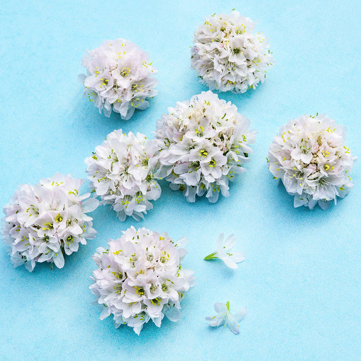Seven Morning Star White Armeria Maritima blooms arranged on a blue background with petals.