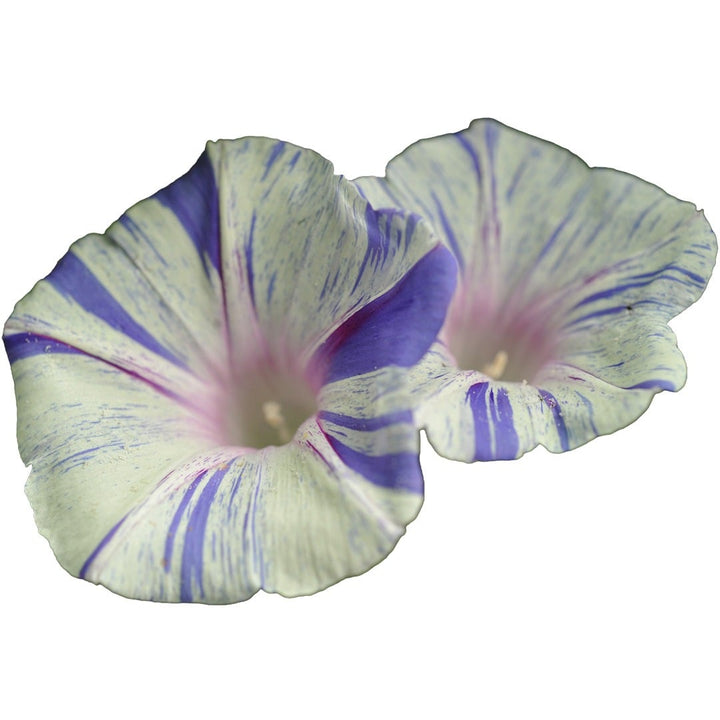 Pair of Carnevale de Venezia Morning Glory on a white background.