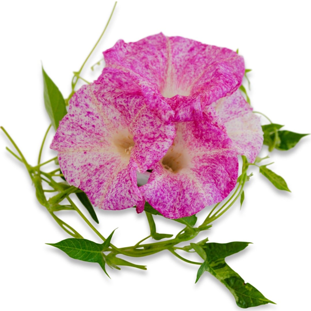 Kanoko Red Speckled Morning Glory blooms with vines and foliage on a white background.