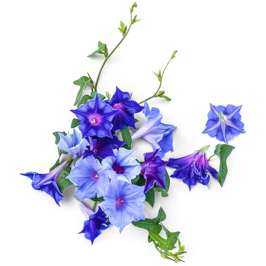 Kikyozaki Mixed Morning Glory blooms on a white background.