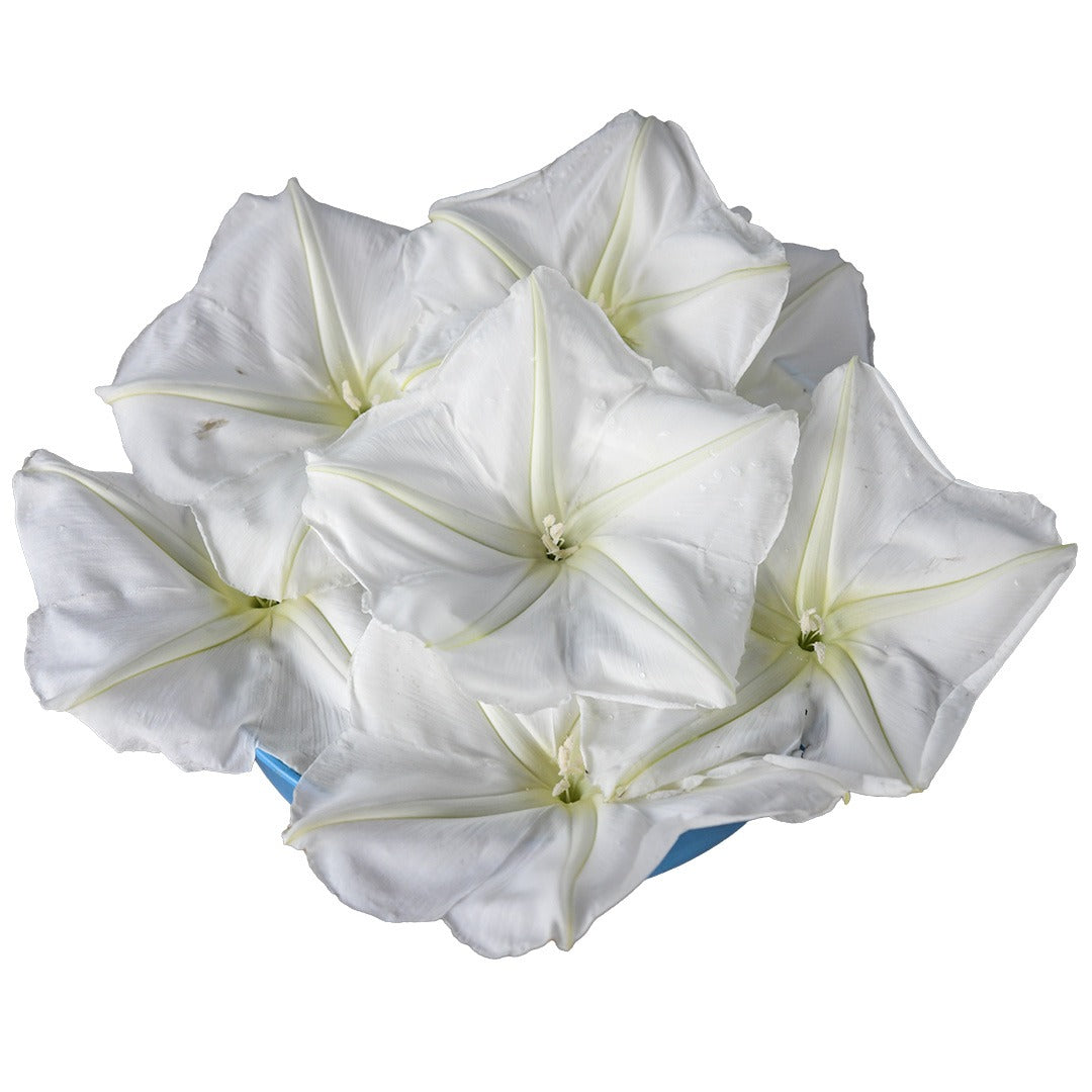 Bouquet of Moonflower Morning Glory in a blue bowl on a white background.