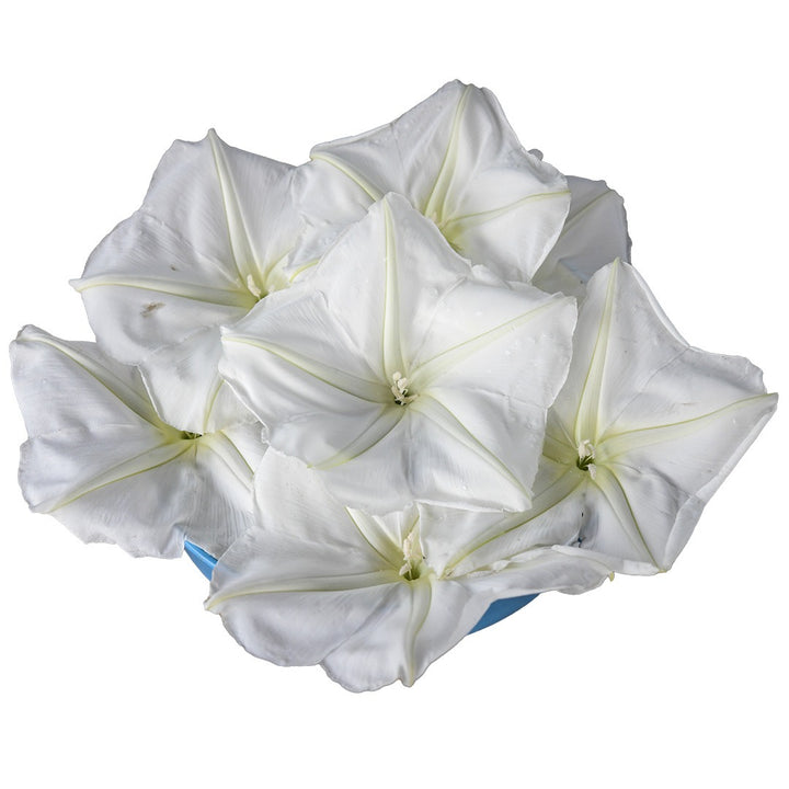 Bouquet of Moonflower Morning Glory in a blue bowl on a white background.