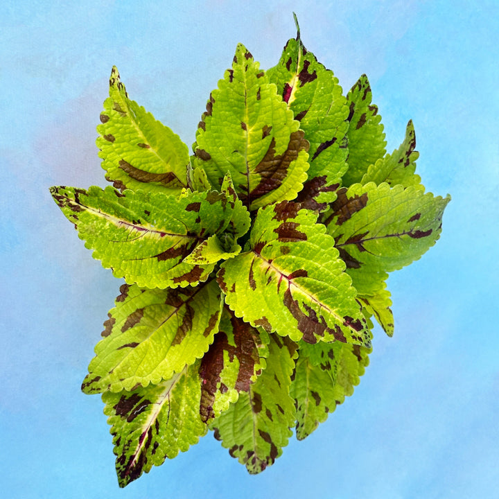 Folia Mosaic Coleus leaves on light blue background.