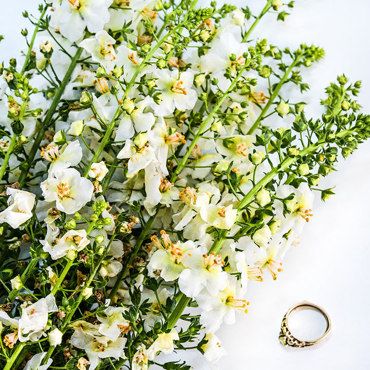 White Bride Mullein flowers with a wedding ring on white background.