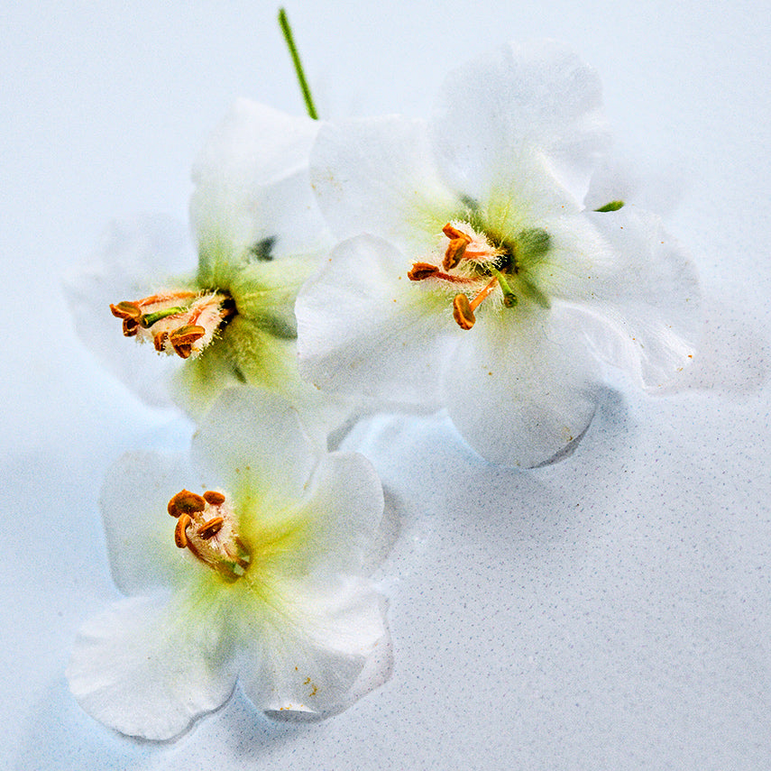 Close-up macro view of a trio of White Bride Mullein flowers on a light background.