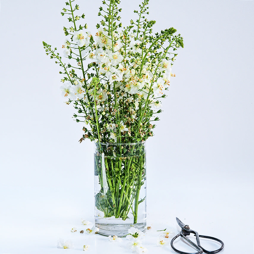 A side view angle of a White Bride Mullein flower arrangement in a glass vase.