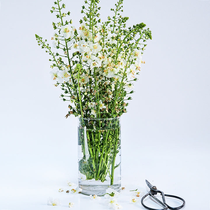 A side view angle of a White Bride Mullein flower arrangement in a glass vase.