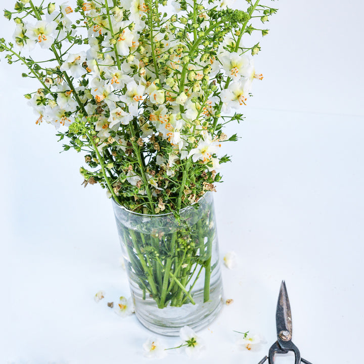 White Bride Mullein in a glass vase with garden scissors on a white background.