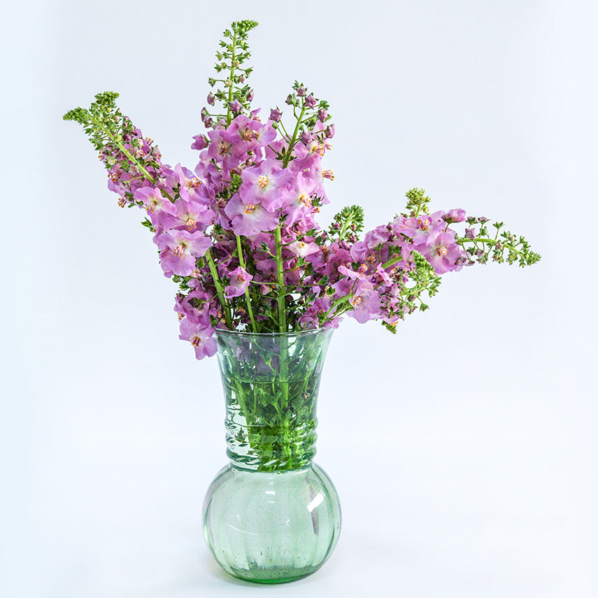Antique Rose Mullein flowers in a green glass vase on bright white background.