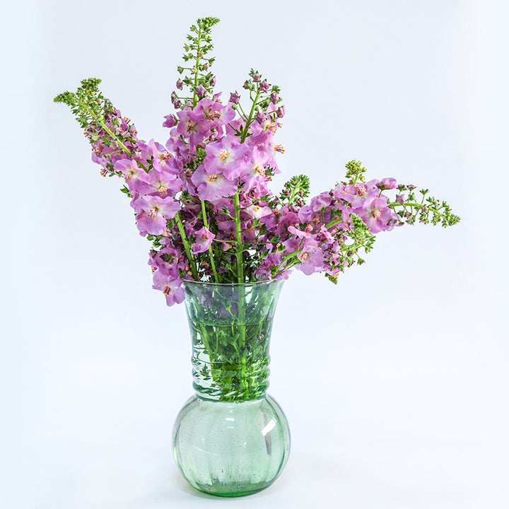 Antique Rose Mullein flowers in a green glass vase on bright white background.