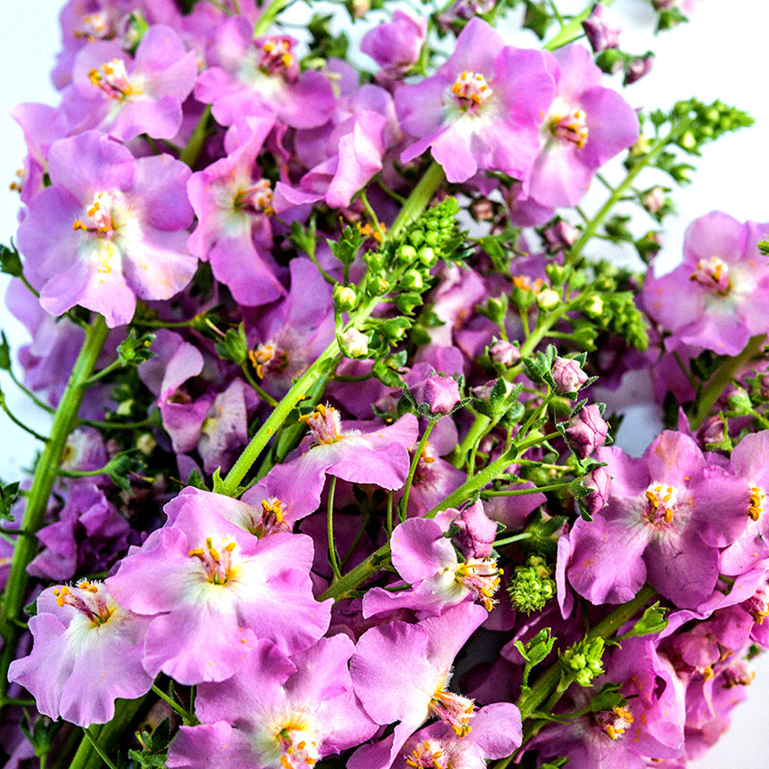 A bouquet of Antique Rose Mullein blooms on a light background.