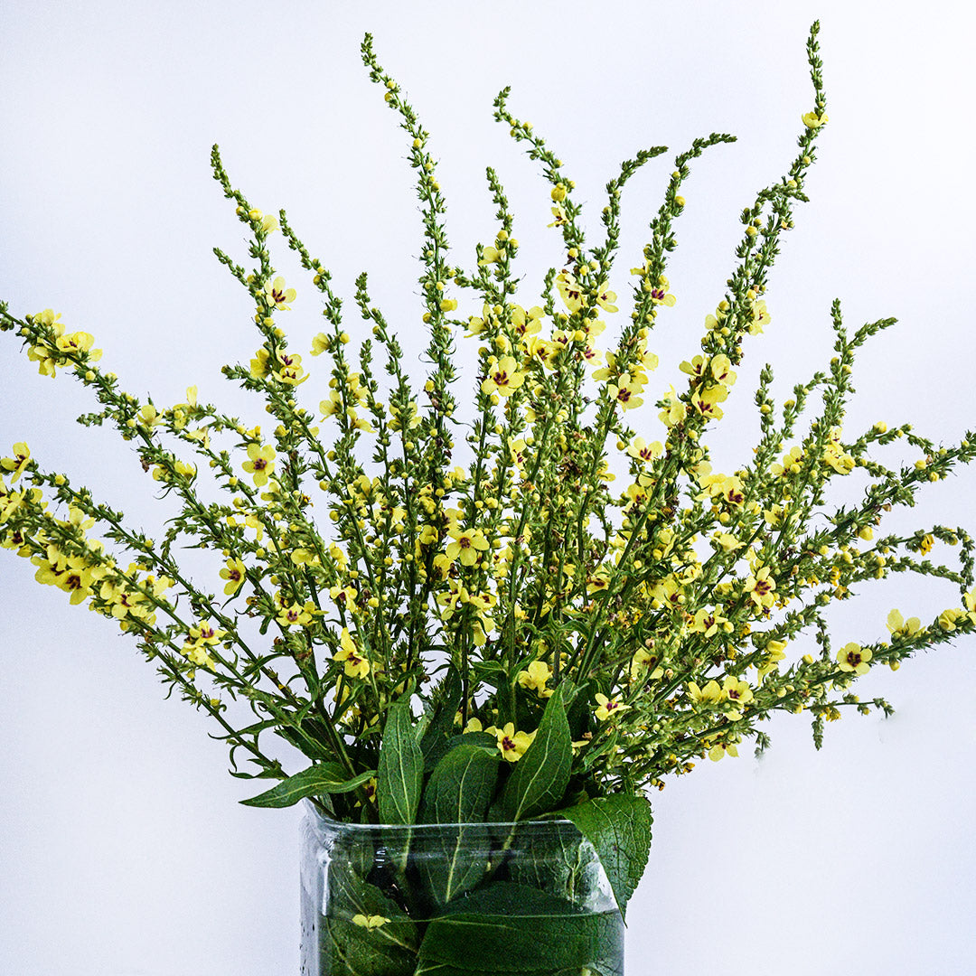 Sixteen Candles Mullein arranged in a glass vase on a white background.