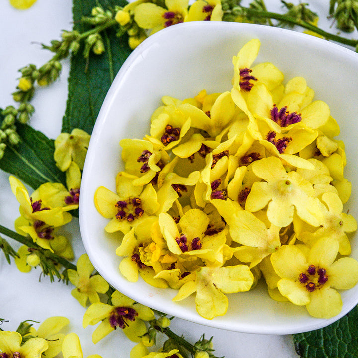 A close-up view of Sixteen Candles Mullein flowers in a white dish surrounded by stems and foliage.