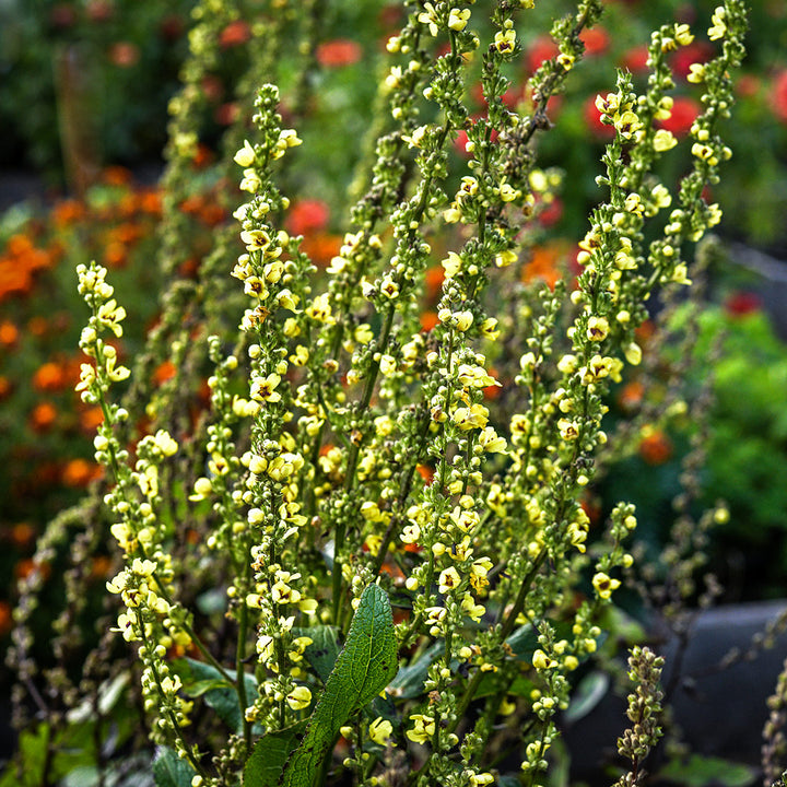 Sixteen Candles Mullein plants are blooming in the outside gardens at Baker Creek.