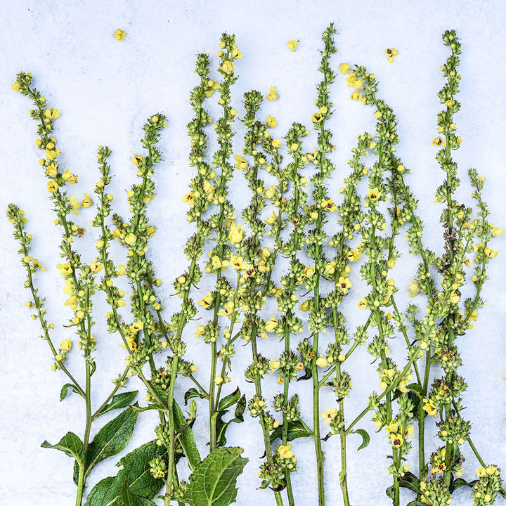 Sixteen Candles Mullein tall thin flowered stems are lined up in a row on light background.