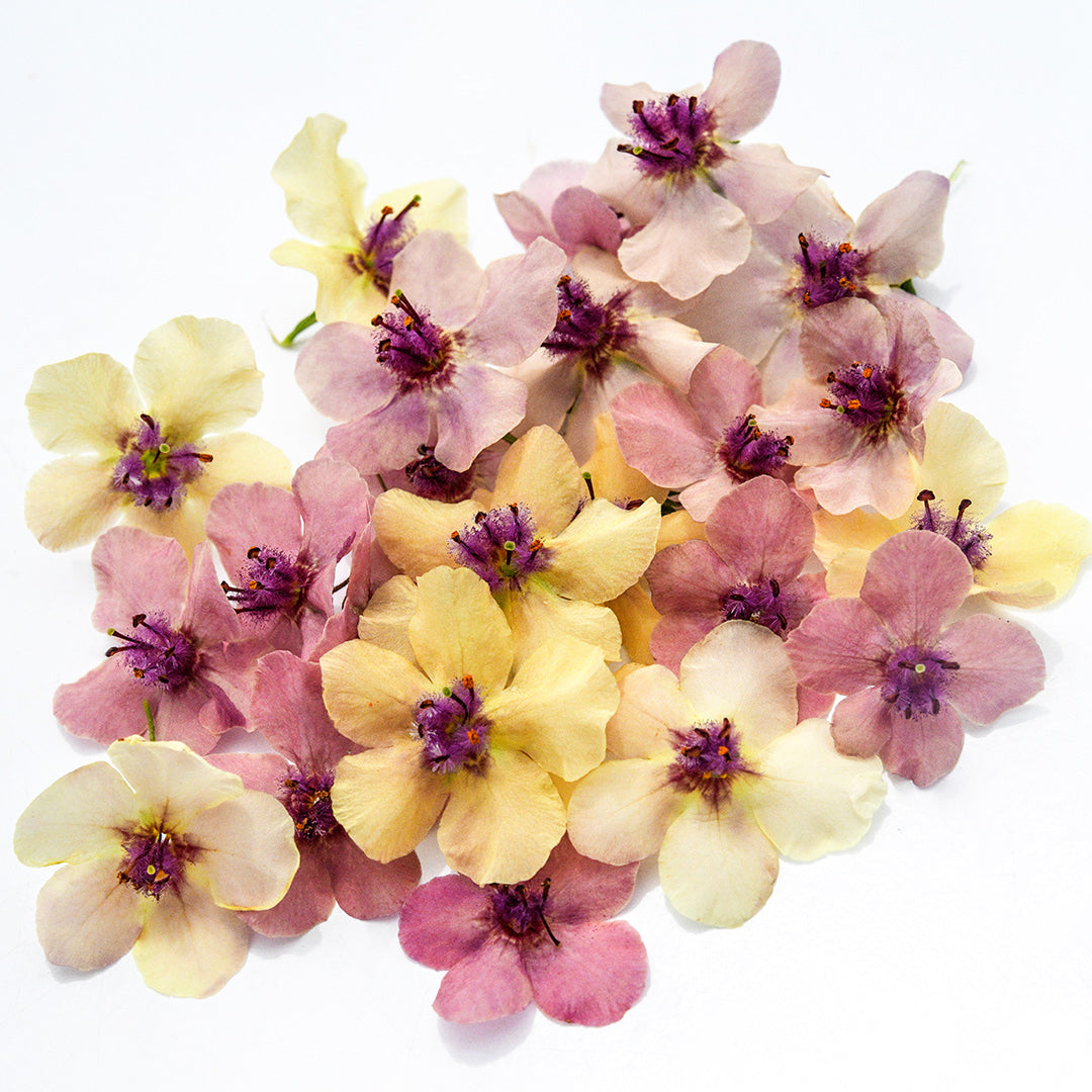 A close-up macro view of Southern Charm Mullein flowers on a white background.