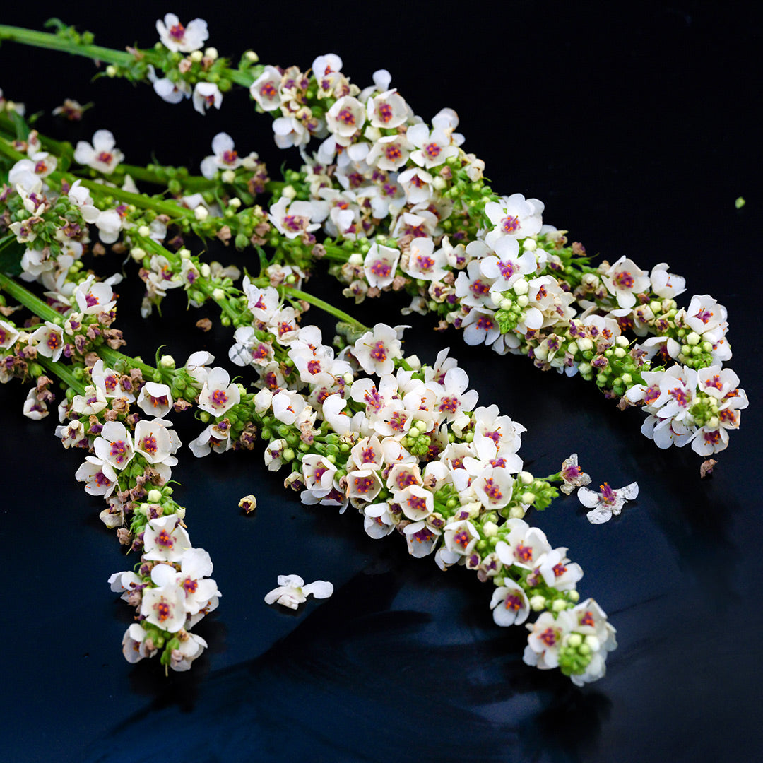 Several stems of Wedding Candles Mullein against a black background.
