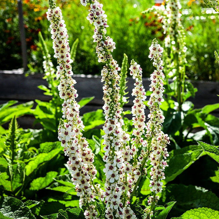 Wedding Candles Mullein blooming in the outside beds at Baker Creek in Mansfield, Missouri.