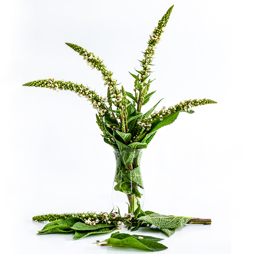 Wedding Candles Mullein stems in a glass vase with leaves on a white background.