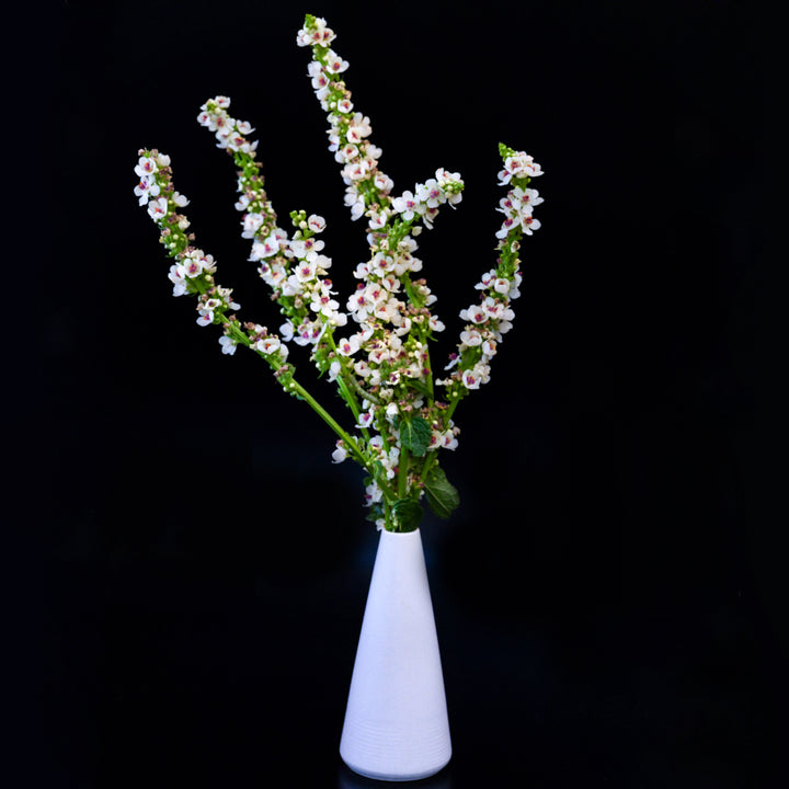 Wedding Candles Mullein stems in a white vases against a black background.