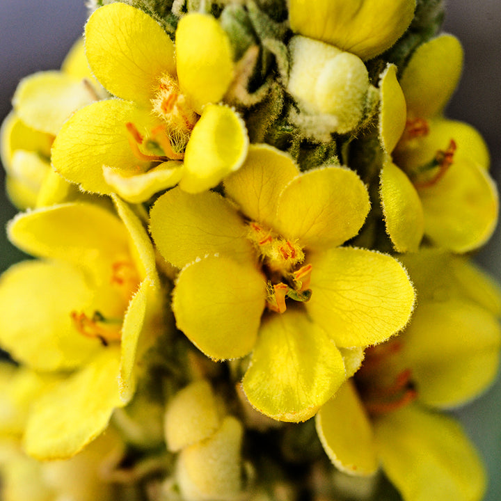 Close-up macro view of cluster of bright yellow Common Mullein flowers.
