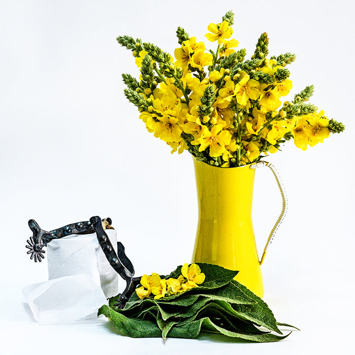 Common Mullein also known as “cowboy toilet paper” in bright yellow vase with some spurs and roll a toilet paper.
