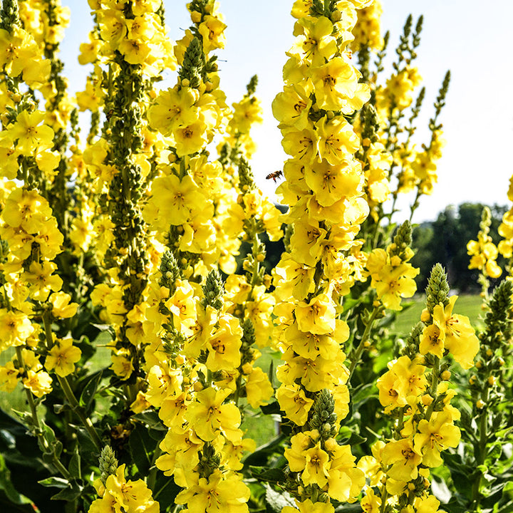 Common Mullein blooming profusely in the trial gardens at Baker Creek.