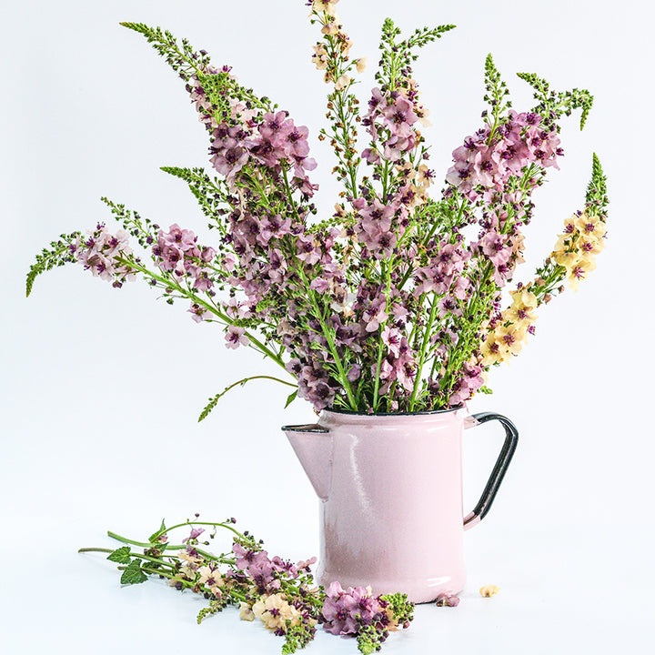 An arrangement of Southern Charm Mullein in pale pink pitcher on a white background.