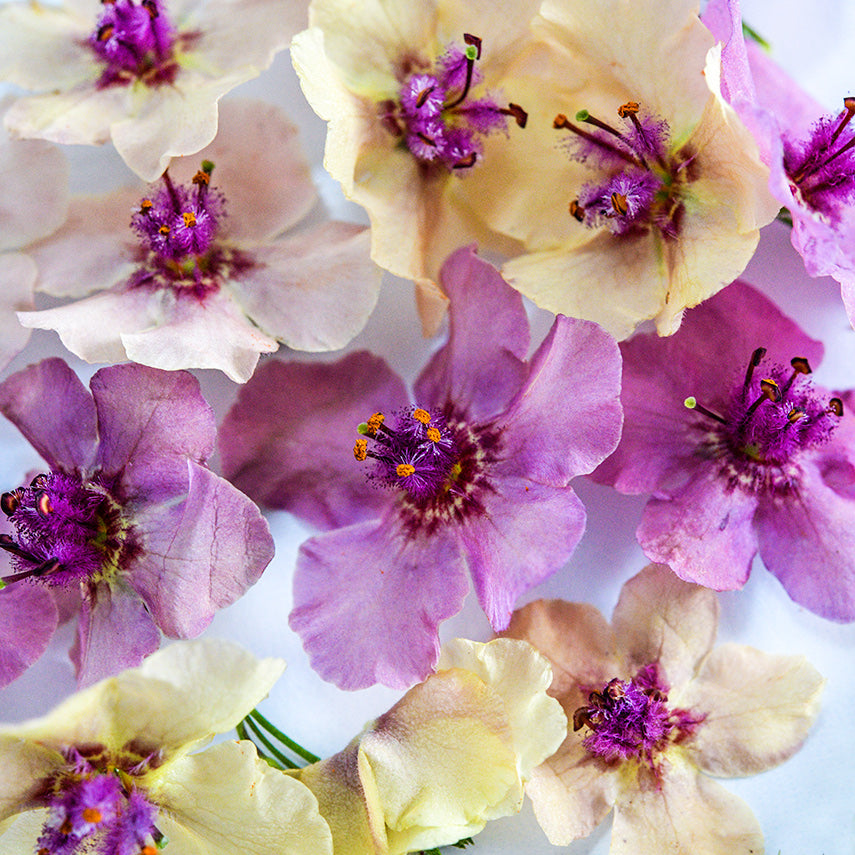 Close-up macro detail of Southern Charm Mullein flowers.