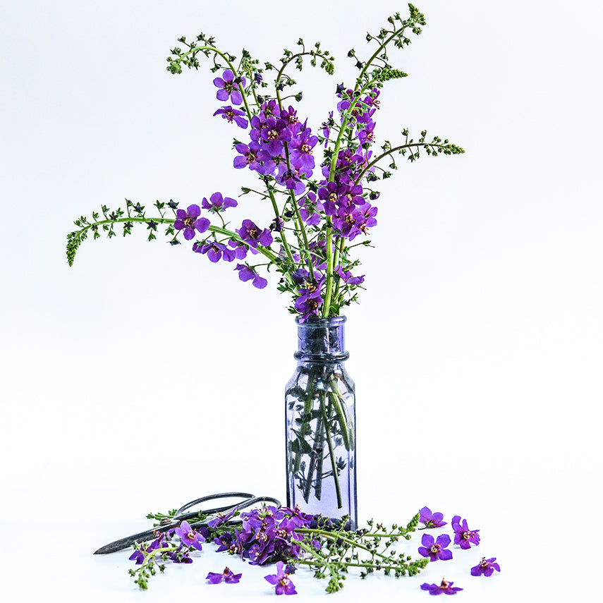 Violetta Mullein in a loose floral arrangement in a purple glass bottle with garden scissors on white.