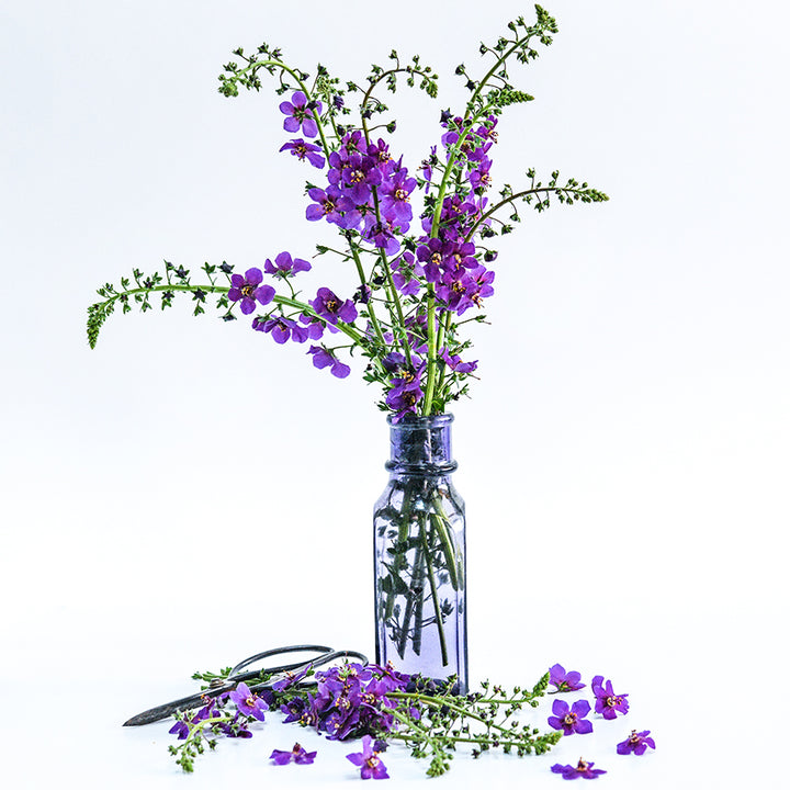 Violetta Mullein in a loose floral arrangement in a purple glass bottle with garden scissors on white.