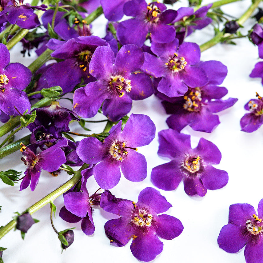 A close-up of Violetta Mullein flowers scattered on a high key white background.