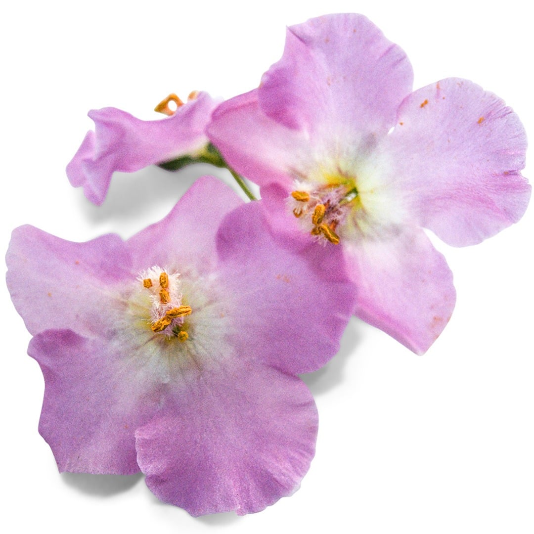 Close-up macro of Antique Rose Mullein blooms on bright white background.