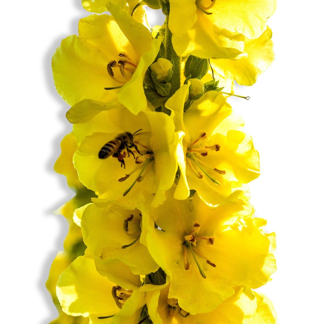 Mullein Seeds, Common