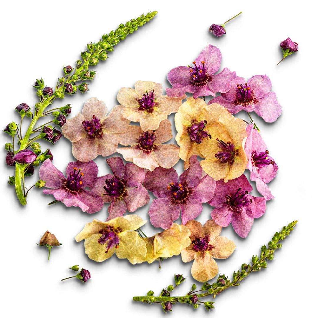 Southern Charm Mullein blooms and stems arranged on white background.
