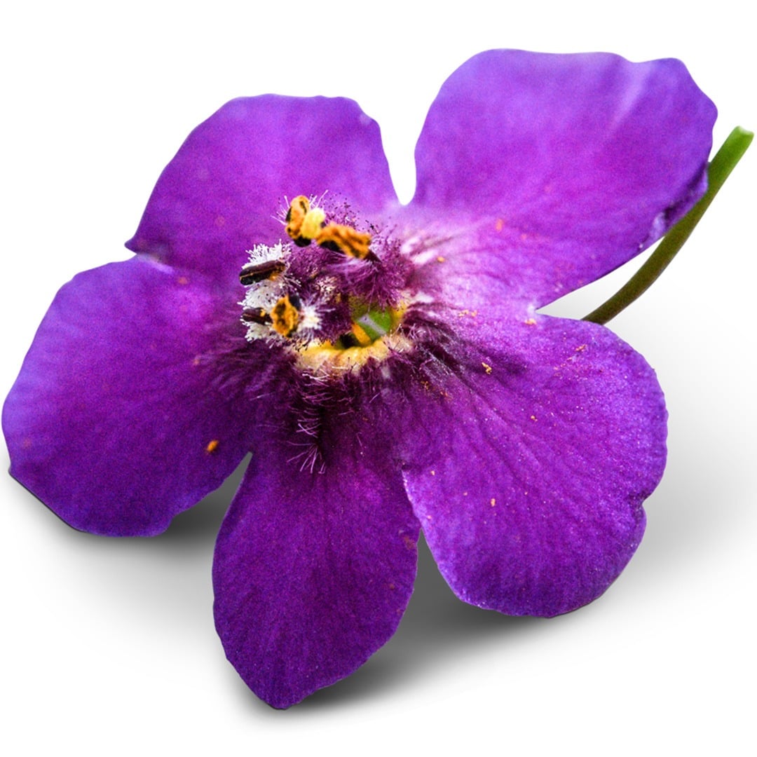 A close-up macro view of a single Violetta Mullein flower on white background.