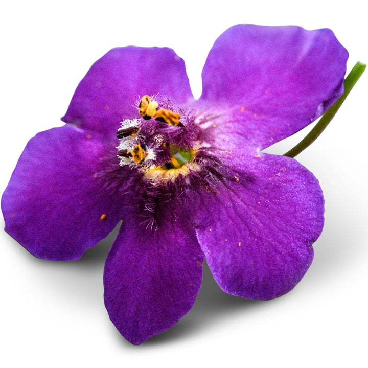 A close-up macro view of a single Violetta Mullein flower on white background.