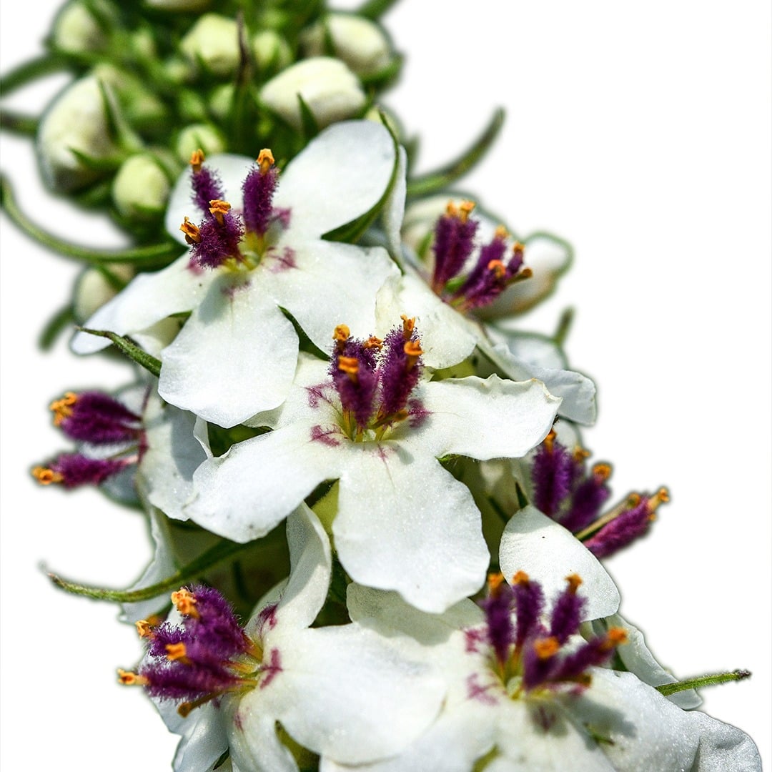 An extreme macro close-up of Wedding Candles Mullein flowers against a white background.