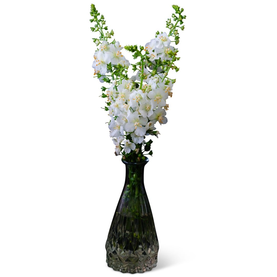 White Bride Mullein in a glass vase on a white background.