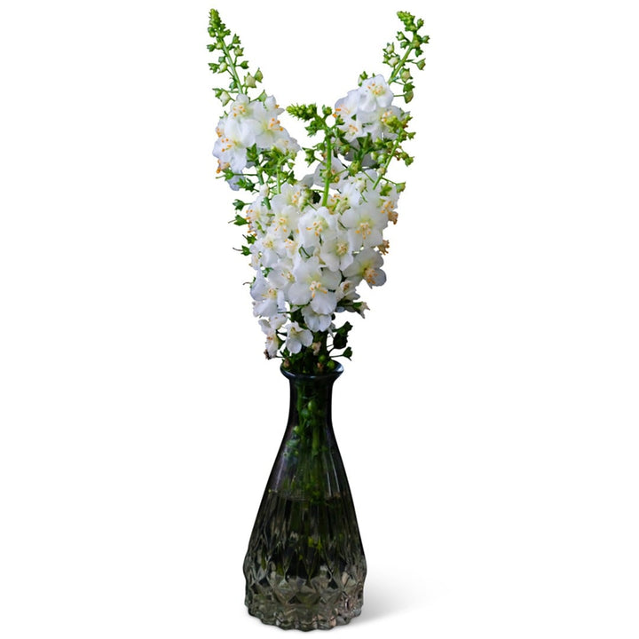 White Bride Mullein in a glass vase on a white background.