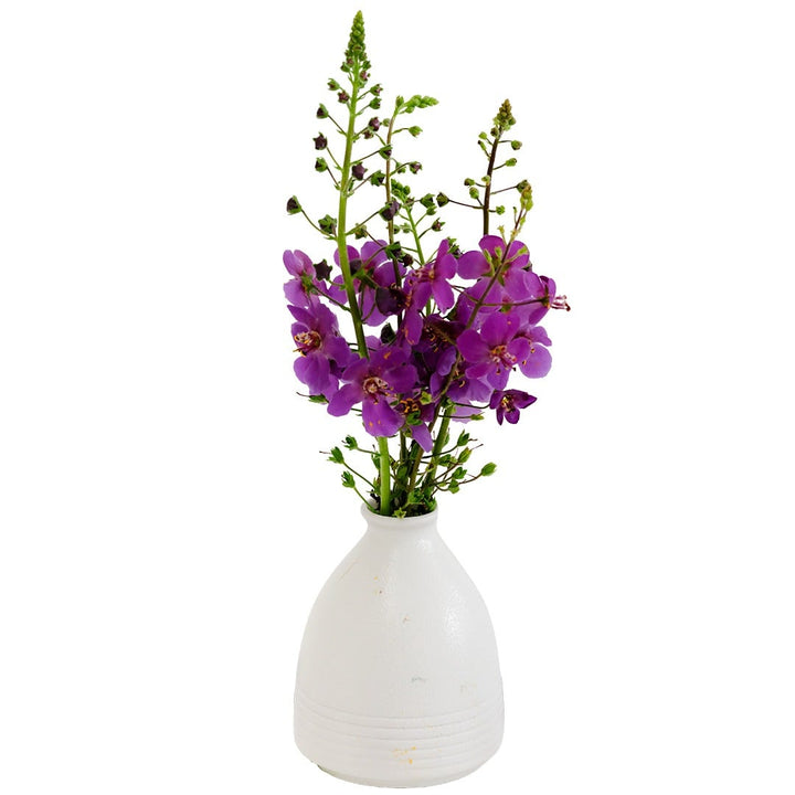 Wild Purple Mullein in a white vase on a white background.