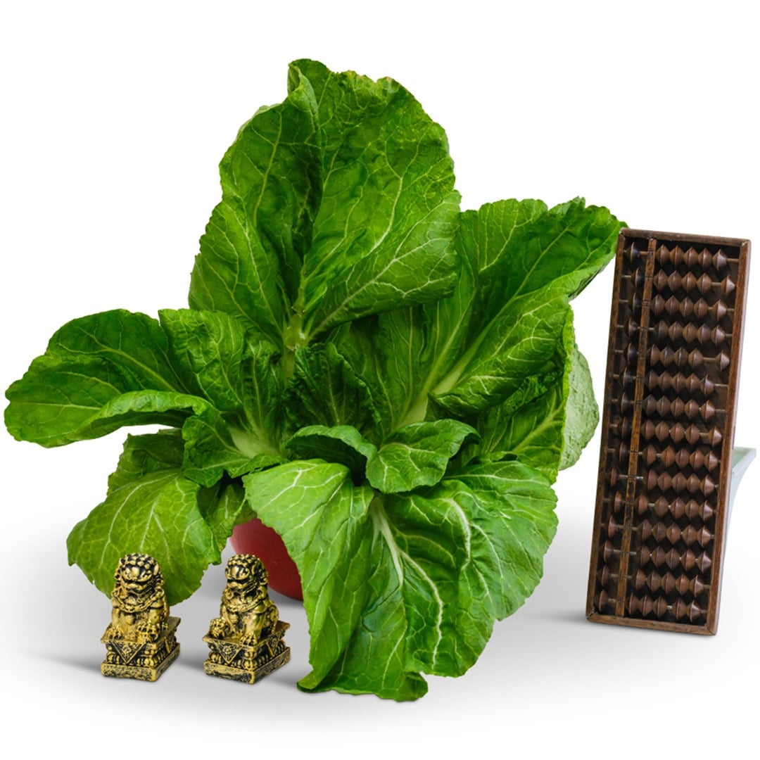 Chinese Giant Leaf Mustard in a bowl with props on a white background.