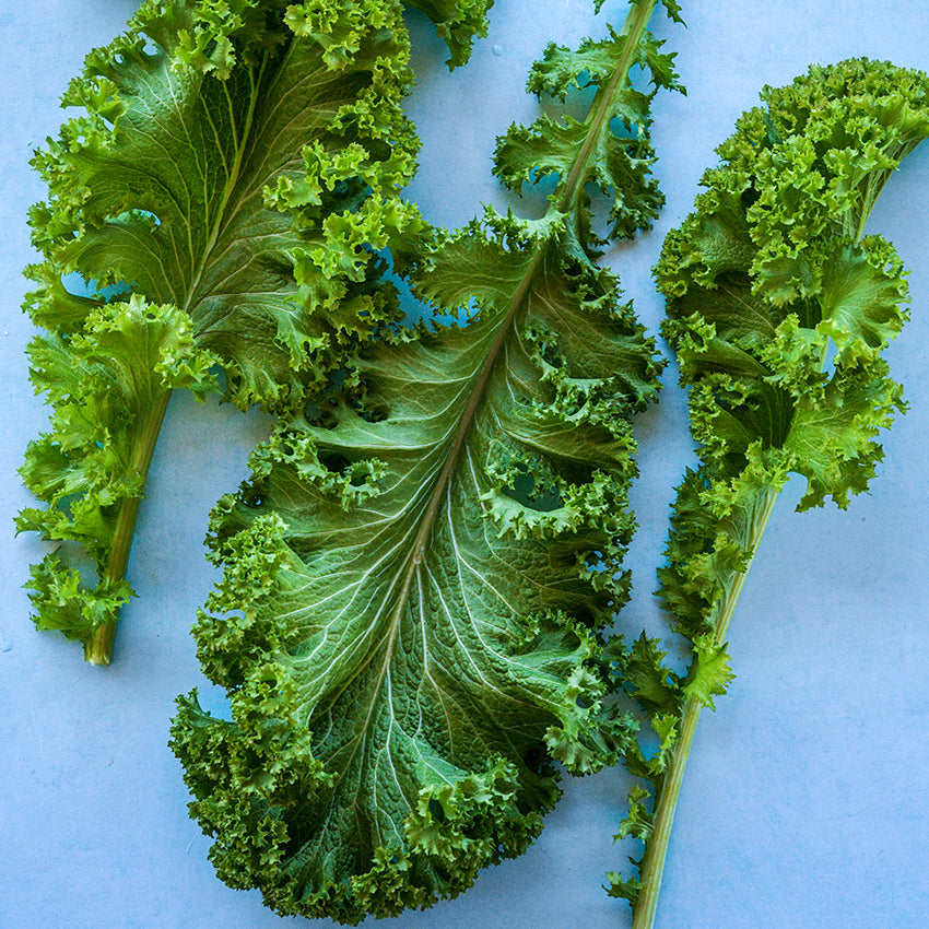 Green Wave Mustard leaves on blue background.