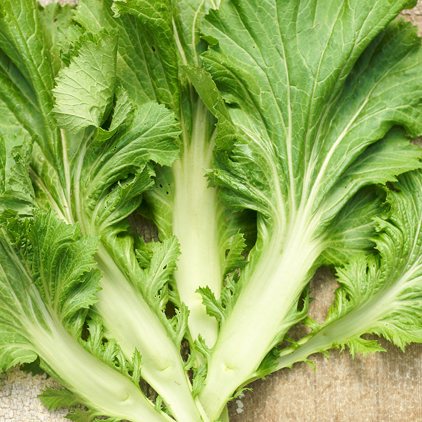 Close-up Unzen Kobu Mustard greens