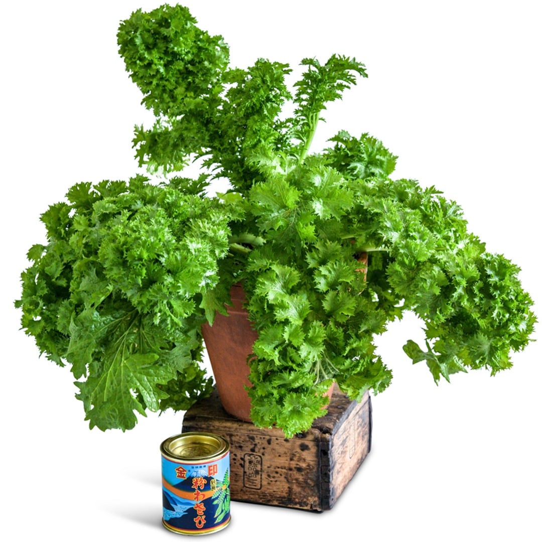 Wasabina Leaf Mustard in a terracotta pot on a white background.
