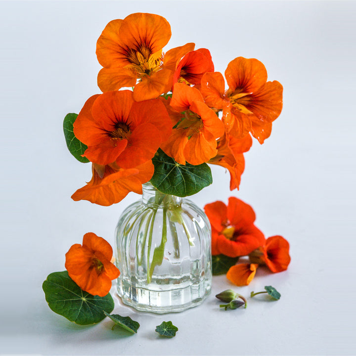 Baby Orange Nasturtium flowers with leaves in a clear vase on white background setting