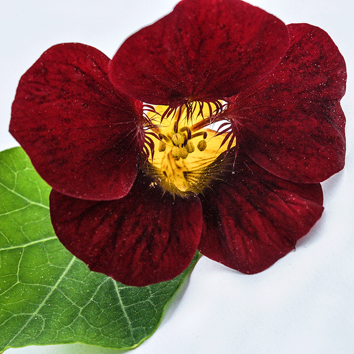 A close-up of a single dark red Black Velvet Nasturtium bloom.